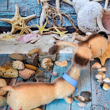 170 Dog Dachshund Coconut