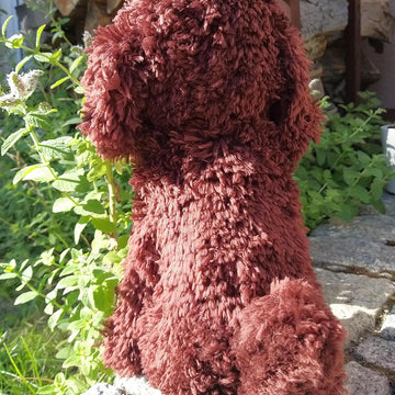 Sitting poodle dog Cavapoo Maltipoo