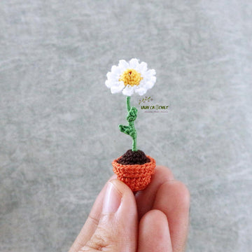 Miniature potted daisy