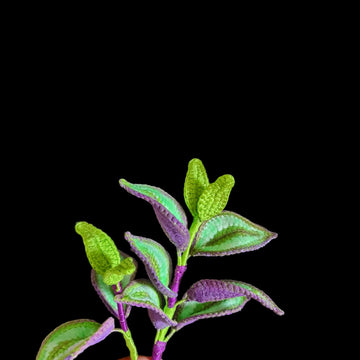 Crochet Tradescantia Zebrina plant