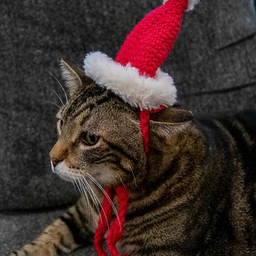 Cat Santa Hat