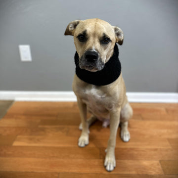 Dog Cowl
