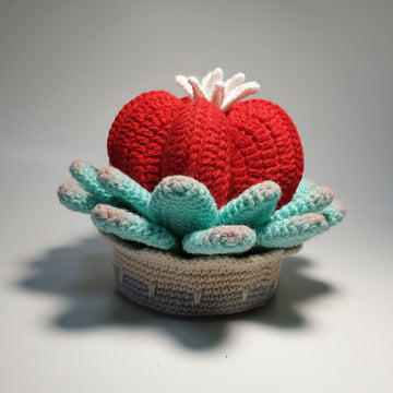 Heart Shaped succulent