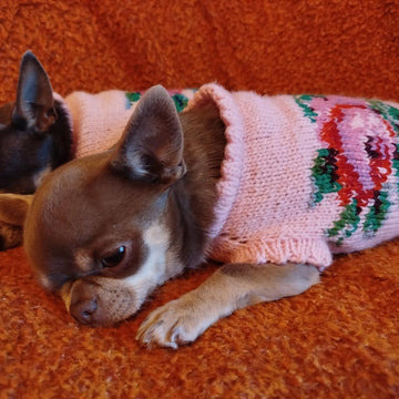 Pull Rosemary pour petit chien