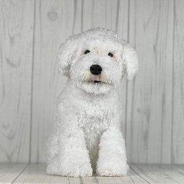 Bichon Dog