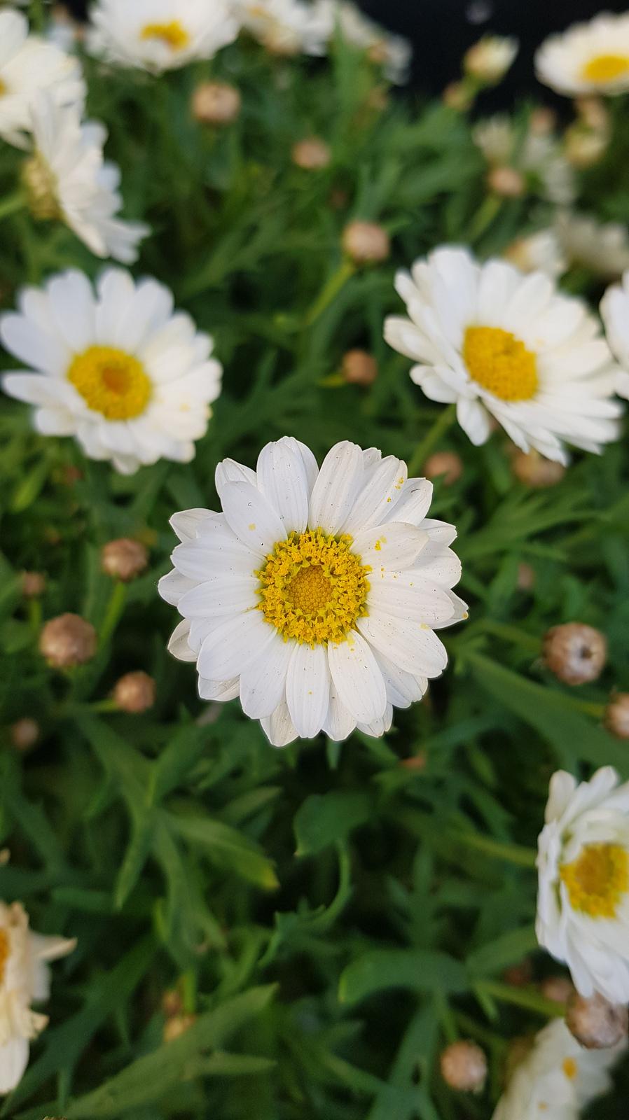 Knitted Daisy Chain Bracelet
