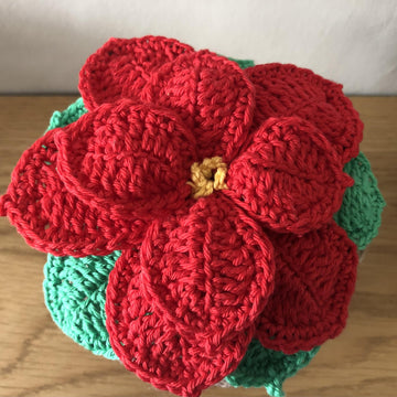 Poinsettia and Pot