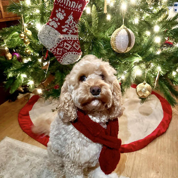 Santa Paws Stocking