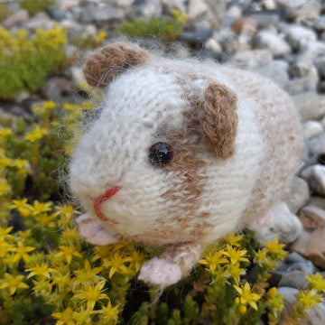 Guinea pig