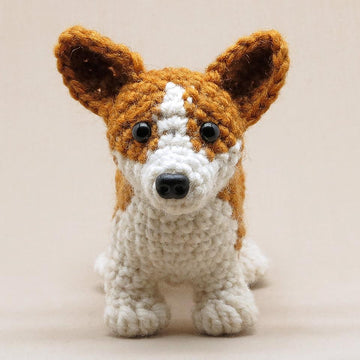 Choppie the Corgi
