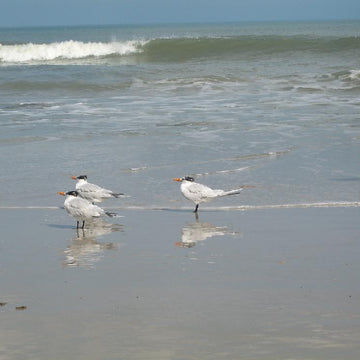 Outer Banks