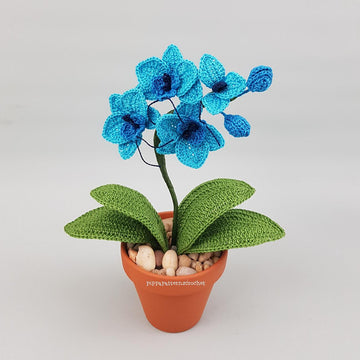 Mini Moth Orchid
