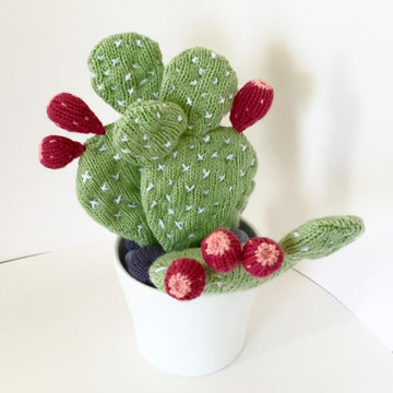 Prickly Pear Cactus