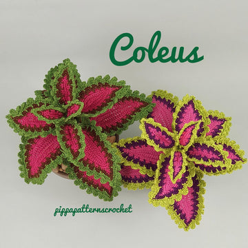 Coleus