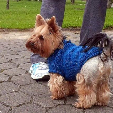 Cute Dog Sweater (4 sizes)