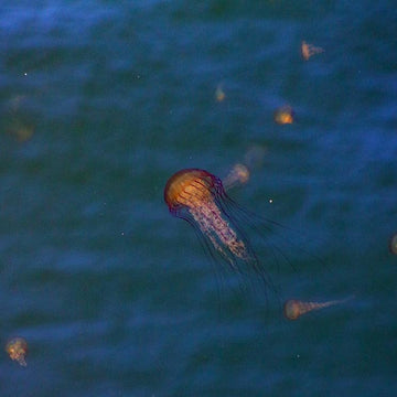 Awesome Ocean Mosaic Square: Jelly Fish
