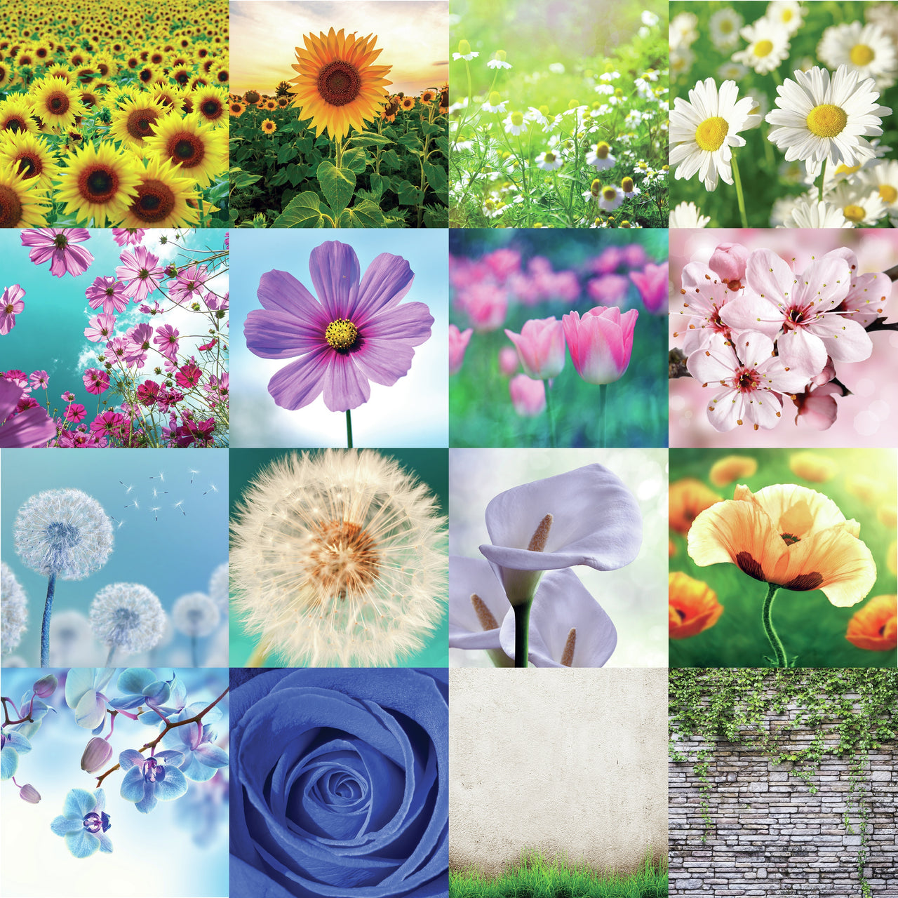 Reminisce Wildflower Double-Sided Cardstock 12"X12" 25/Pkg - Wall Of Ivy