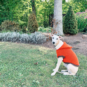 Doggo no 3