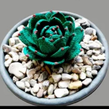 Crochet Hen & Chick's succulent plant