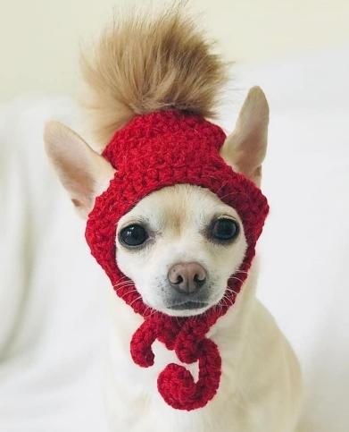 Crochet Chihuahua Hat