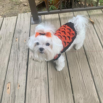Going Batty Dog Sweater