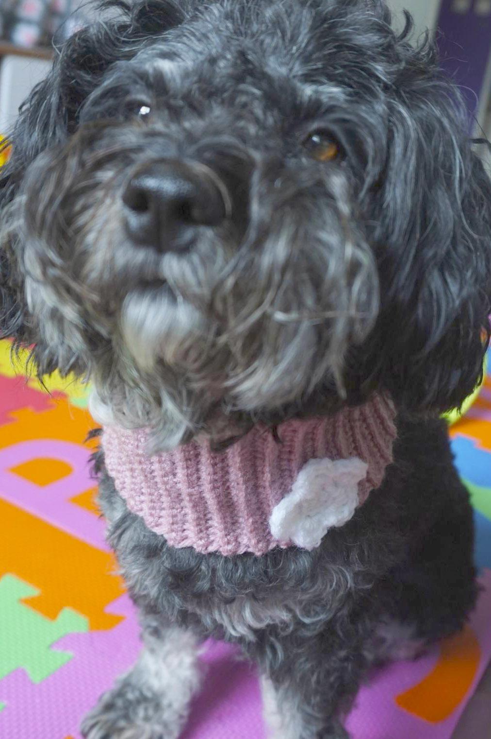 Crochet Pattern for the Dog Loop "Flower"