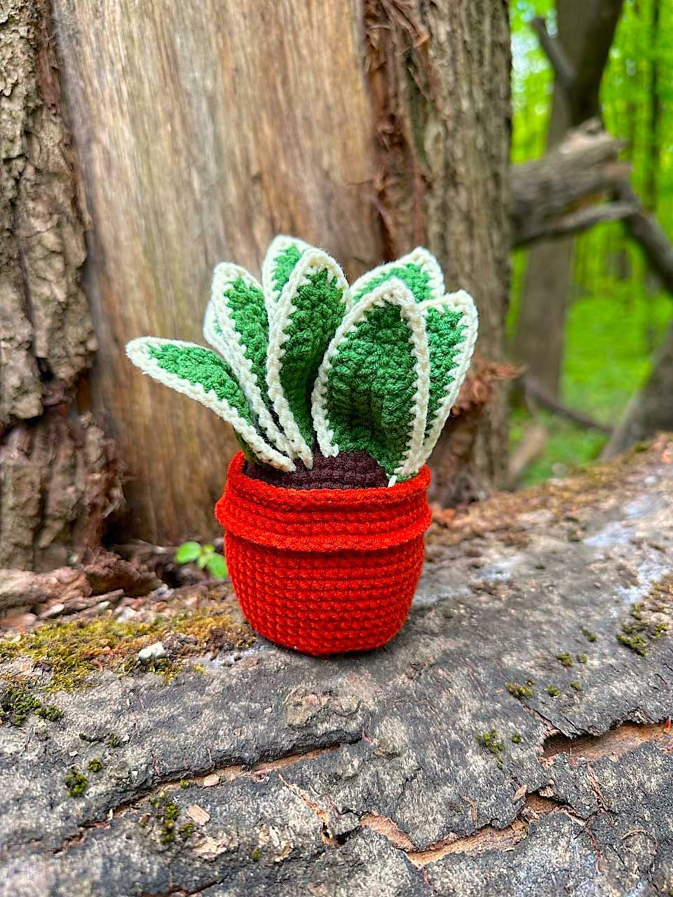 Potted Sansevieria