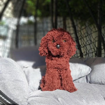 Sitting poodle dog Cavapoo Maltipoo