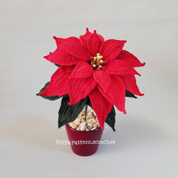 Poinsettia