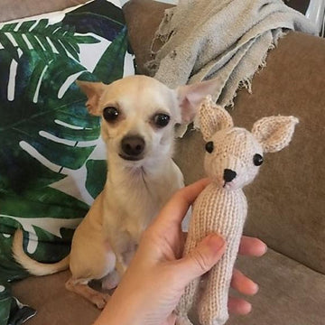Chico the Chihuahua
