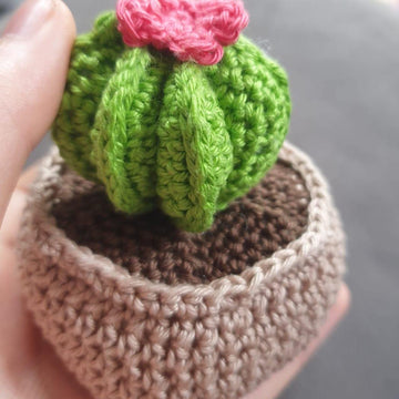 Bishop's cap cactus
