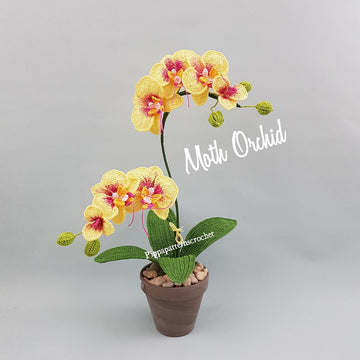 Moth Orchid