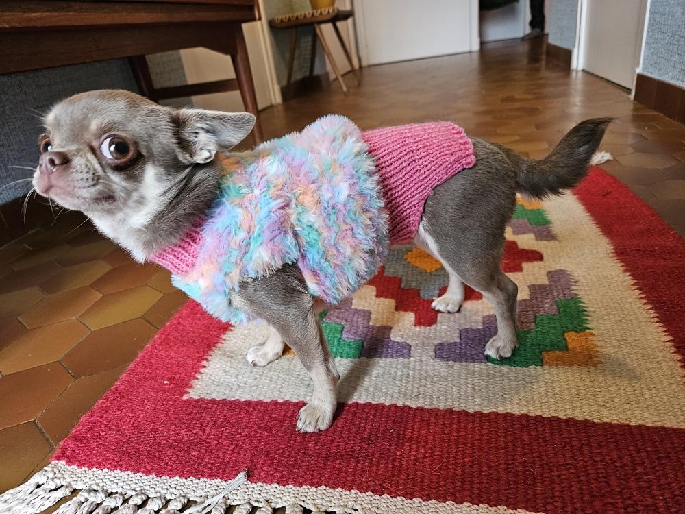 Pull Yeti pour petits chiens