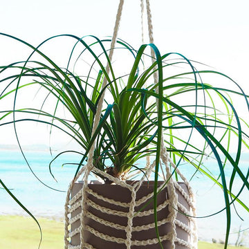 Easy Plant Hanger