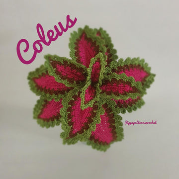 Coleus