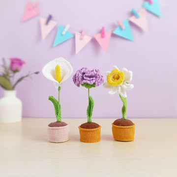 Carnation flower