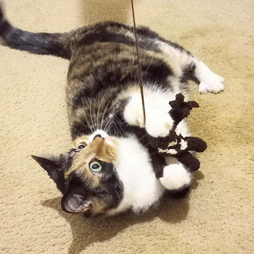 Rancor cat toy