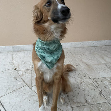 Cat & Dog Bandana