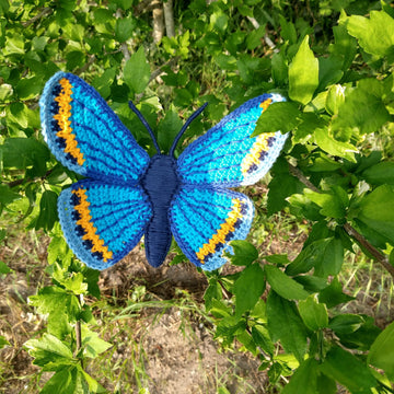Karner Blue Butterfly