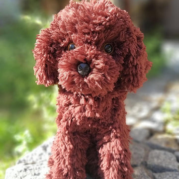 Sitting poodle dog Cavapoo Maltipoo