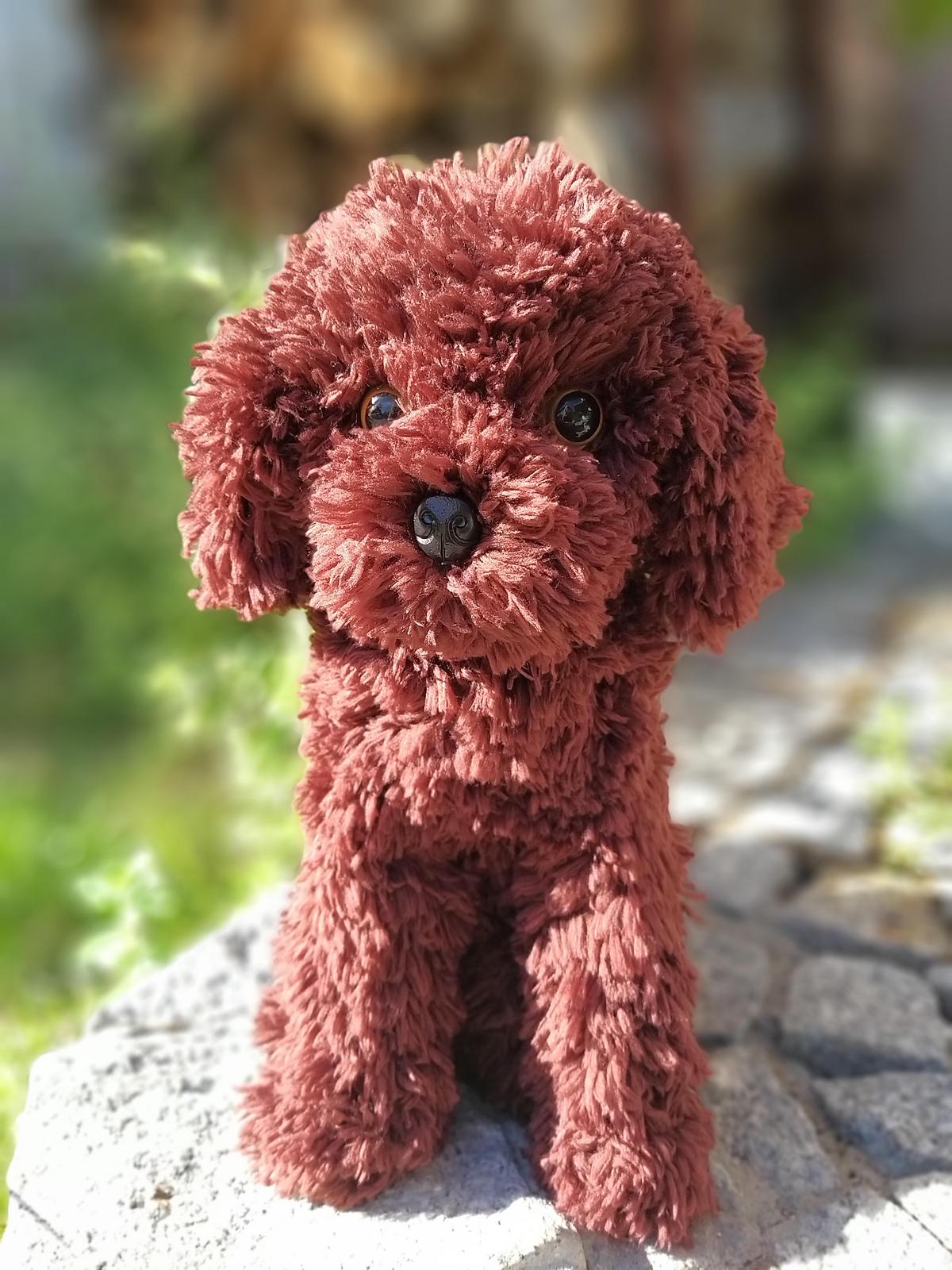 Sitting poodle dog Cavapoo Maltipoo