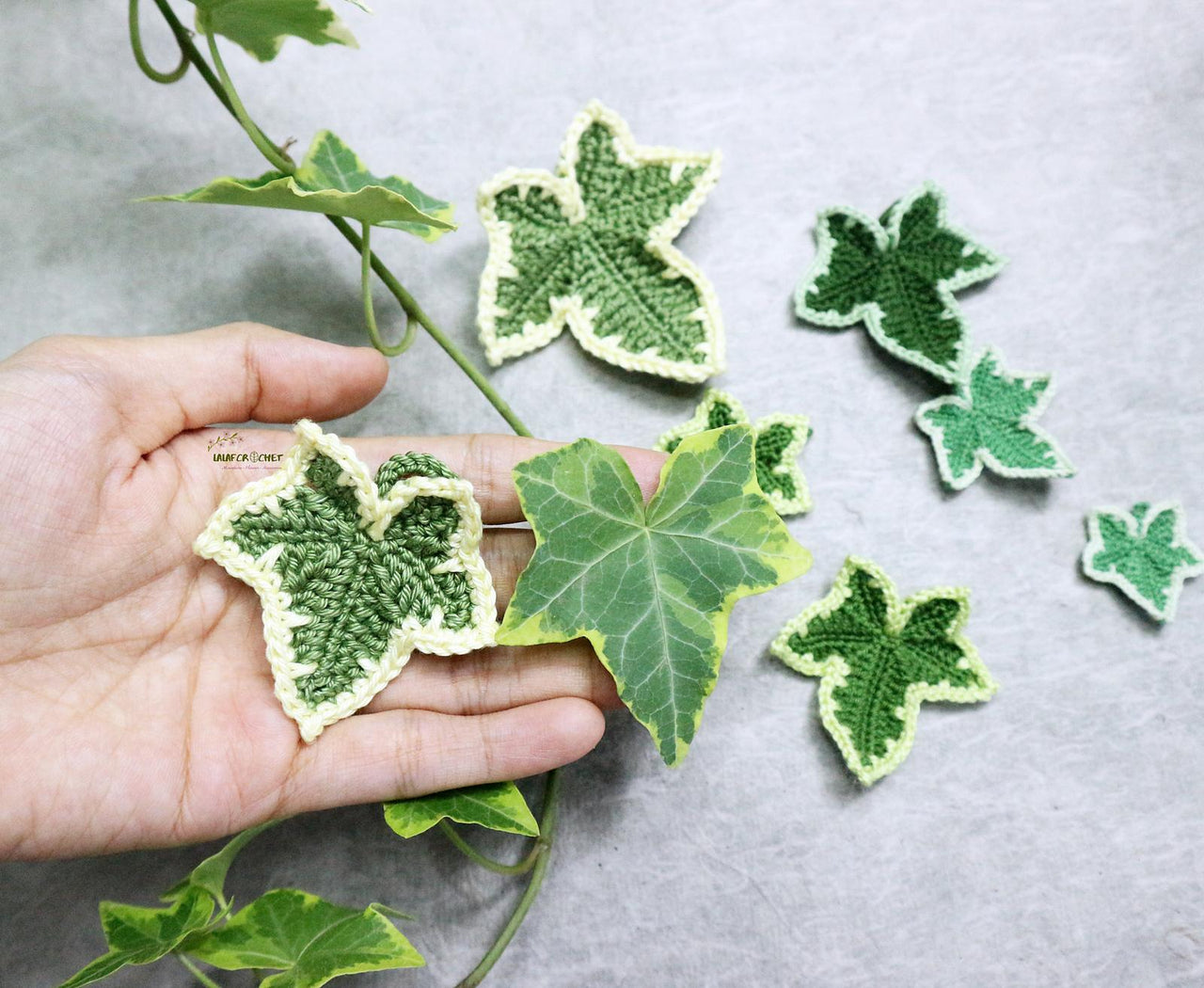 Variegated ivy leaves