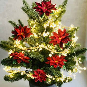 Poinsettia (Christmas Star)