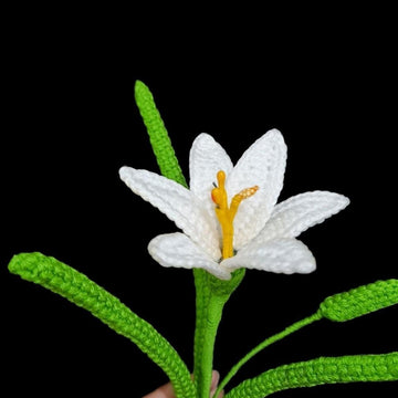 Rain Lily flower