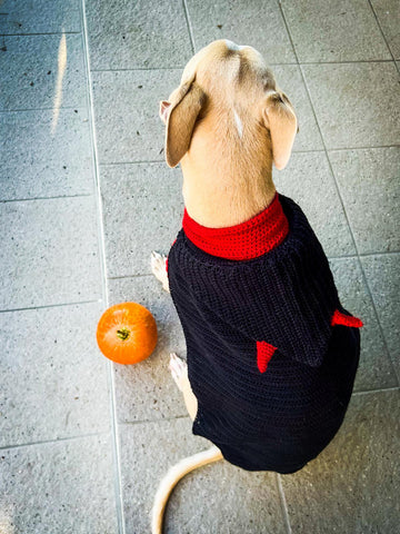 Doggo no 20 Cape
