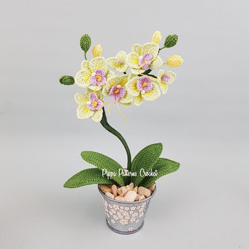Mini Moth Orchid