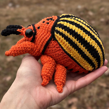 Colorado Beetle