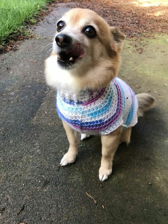 Varsity Doggie Jumper