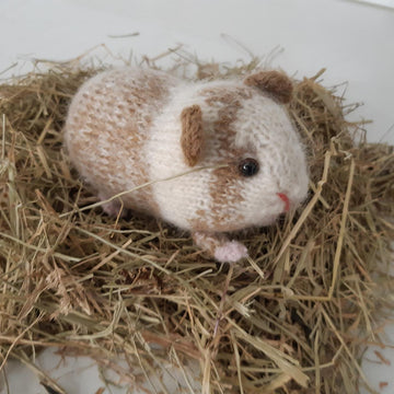 Guinea pig