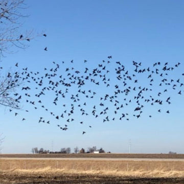 Murmuration
